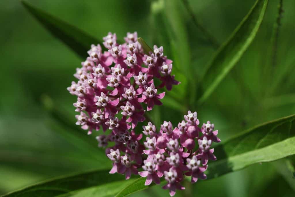 purplish coloured  milkweed flowers growing on milkweed plants