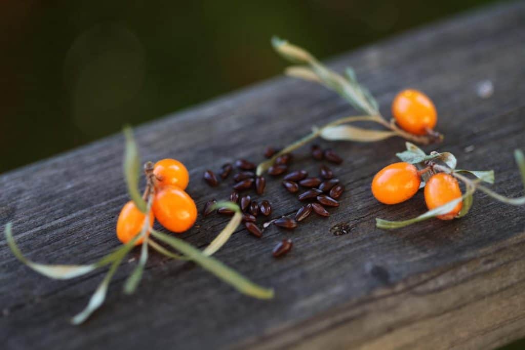 Sea Buckthorn seeds and berries on a wooden railing