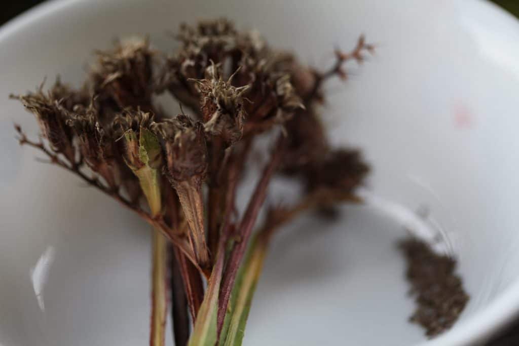 mature statice stems in a white bowl