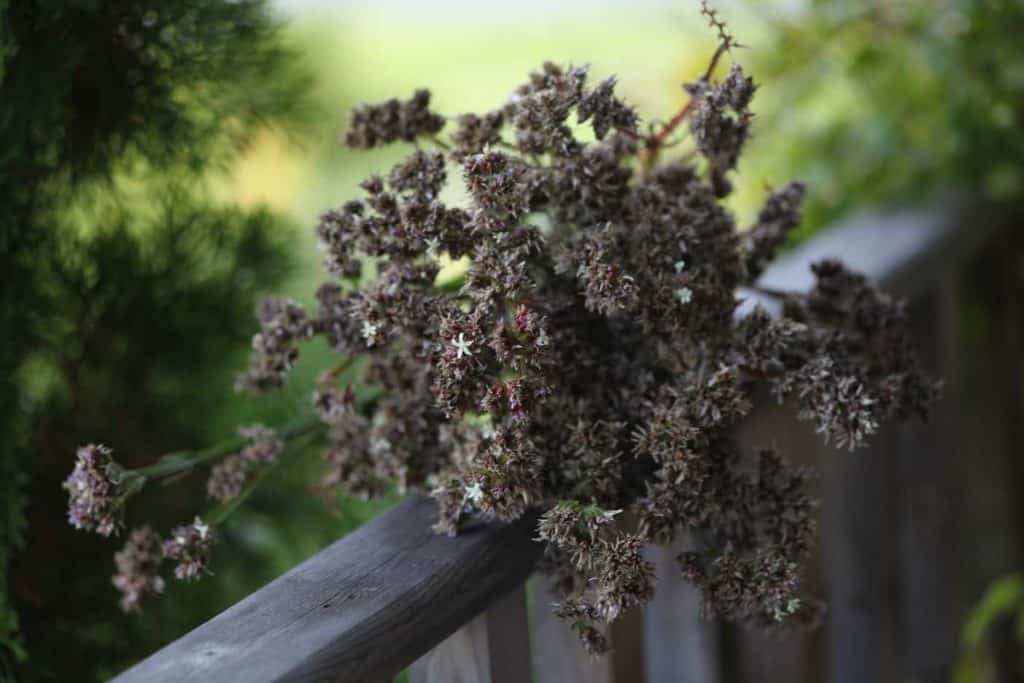 harvested statice stems for seed collection on a wooden railing