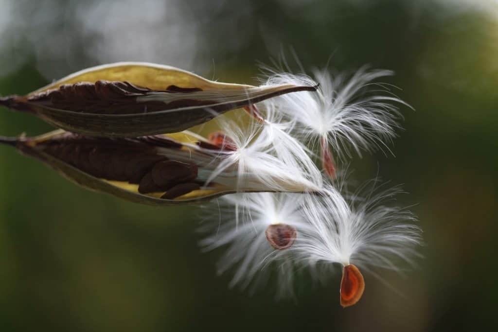 two milkweed pods with seeds inside plus seeds and comas spilling out of the pods