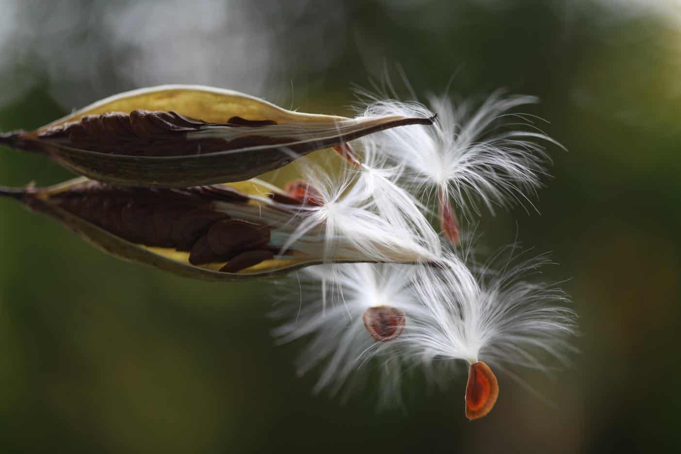 milkweed pods and seeds