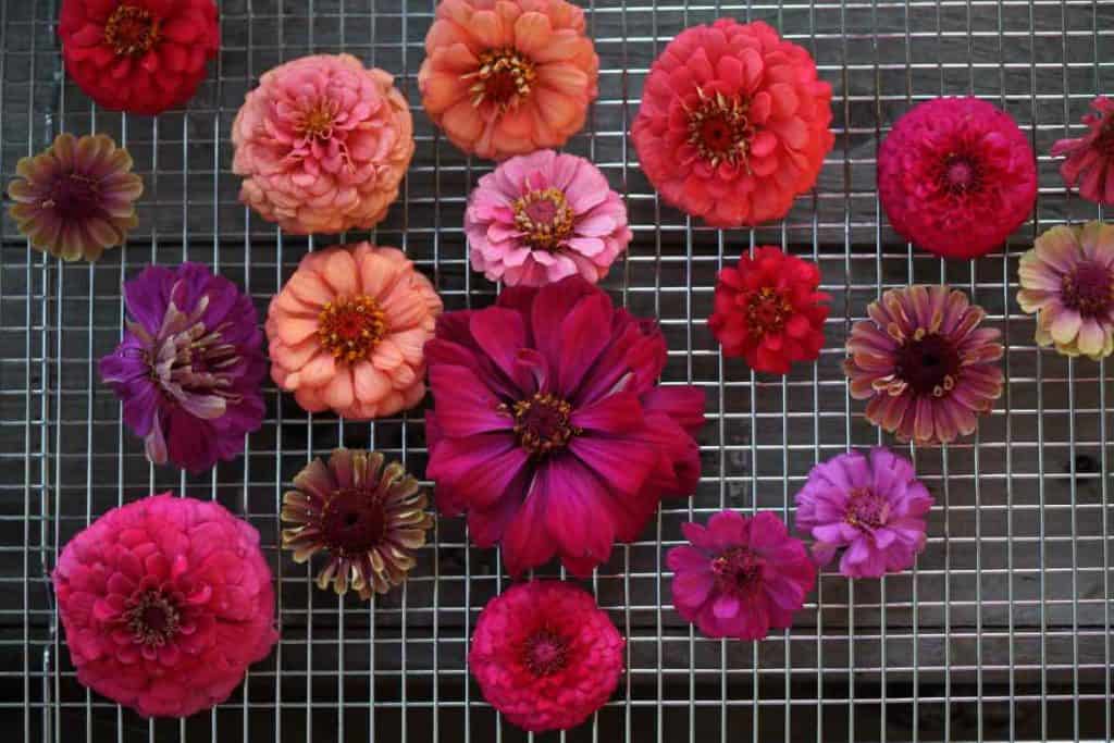 many different coloured zinnia blooms laid out on a metal rack