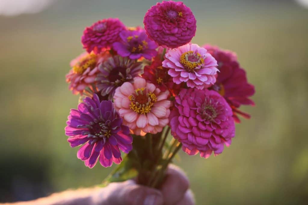 a bouquet of bright zinnias against a blurred green background