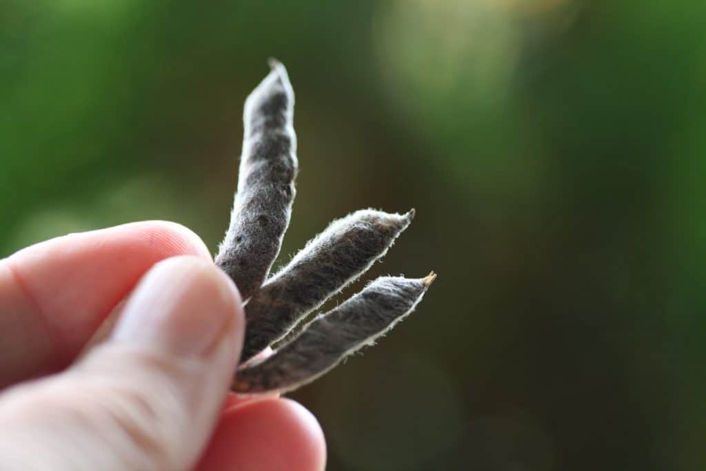a hand holding lupine seed pods against a blurred green background