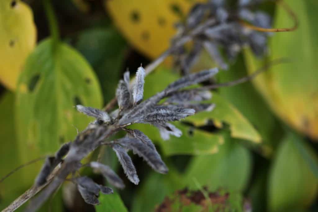 mature grey lupine seed pods with a background of green leaves