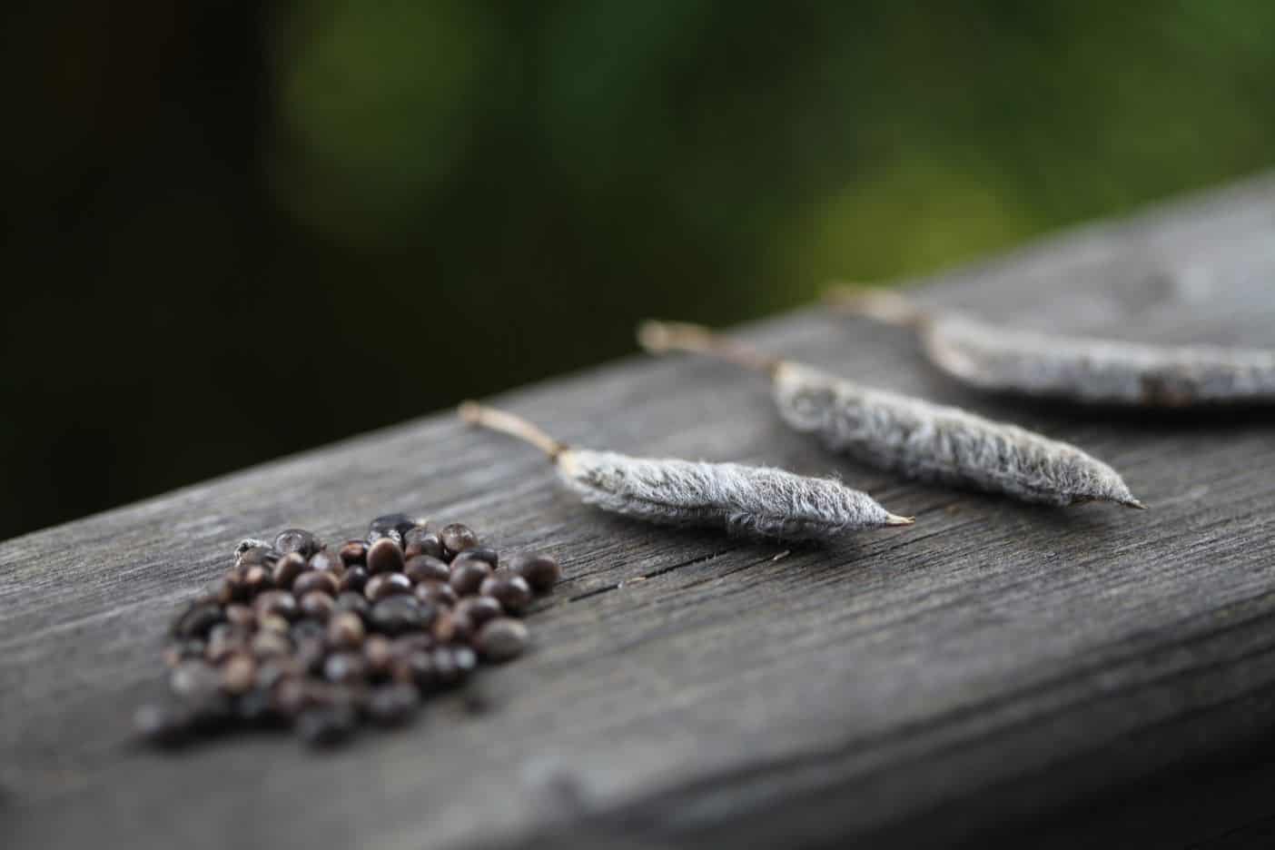 lupine seeds and pods