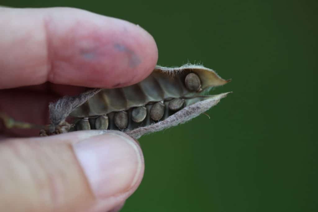 a hand holding a lupine seed pod showing the seeds inside