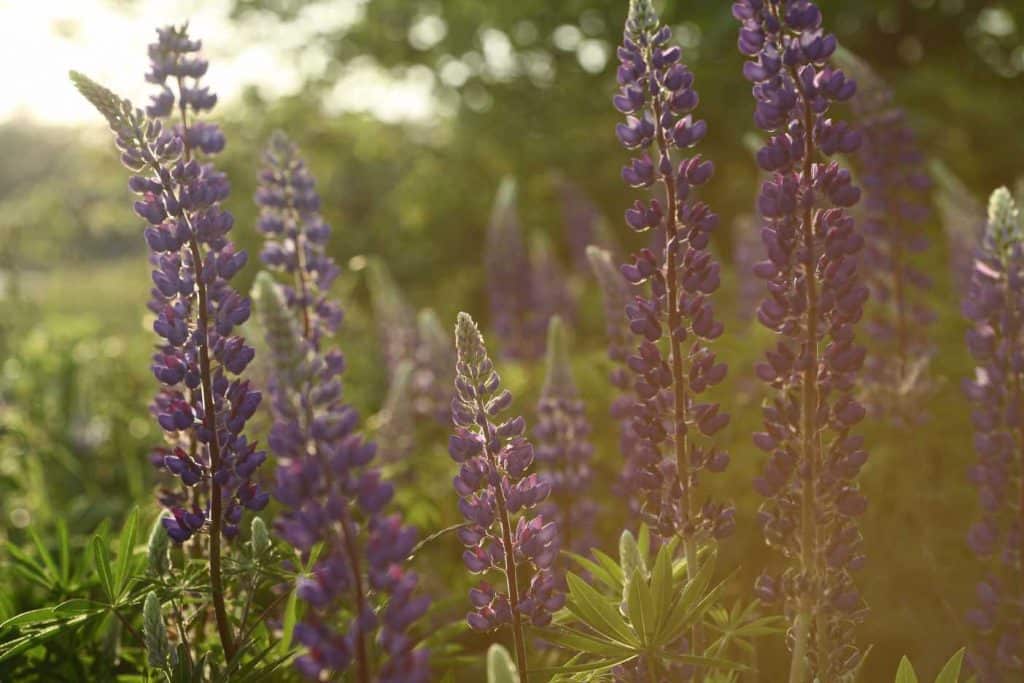 purple lupines in full bloom at sunset