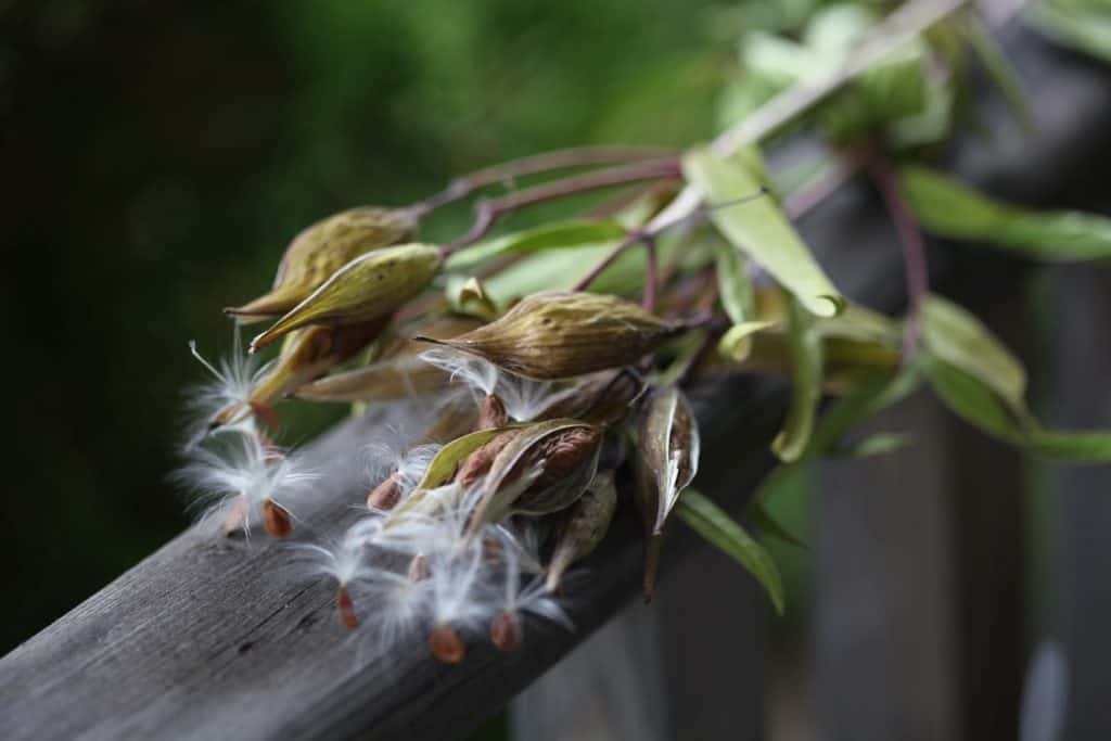 mature Swamp Milkweed seed pods on a wooden railing with open pods and seeds and coma