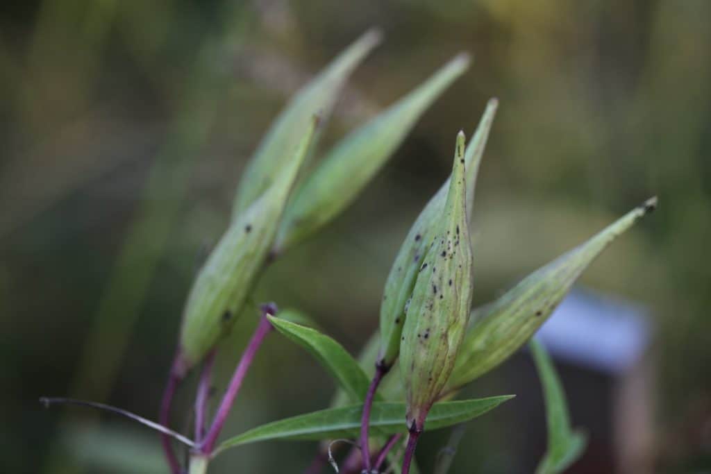 mature Swamp Milkweed seed pods in the garden against a blurred background