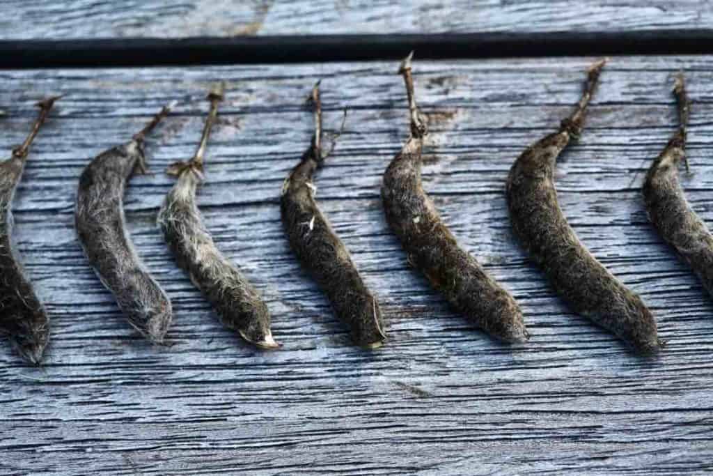 mature lupine seed pods lined up in a row on a grey piece of wood