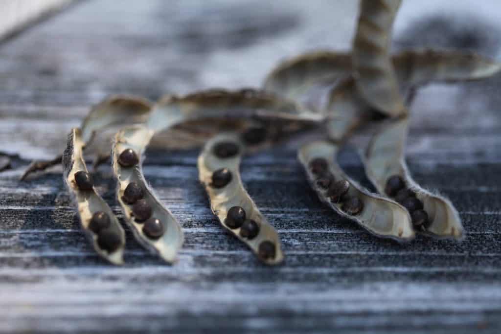 mature lupine seed pods opened with seeds on a grey wooden table