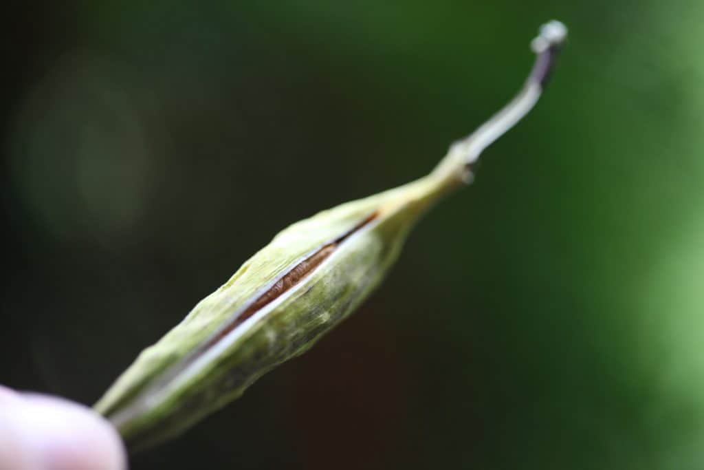 milkweed seed pod with side opening up against a green blurred background