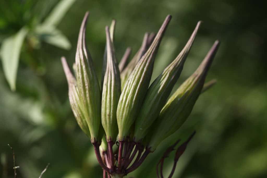 milkweed seed pods