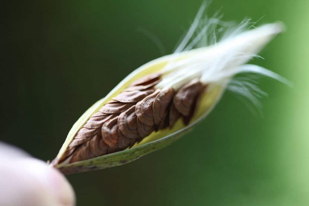 neatly layered milkweed seeds inside a swamp milkweed seed pod against a blurred green background