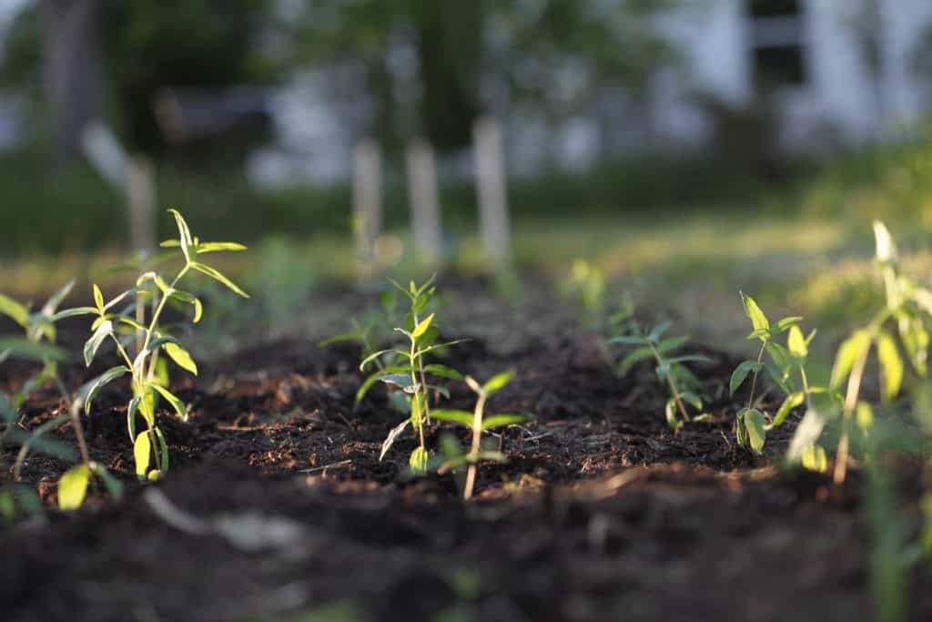 growing a new bed of milkweed plants