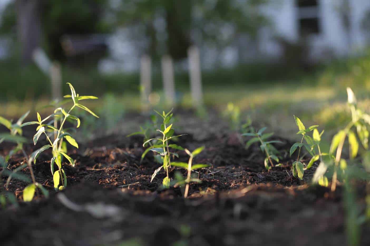 a newly planted milkweed patch