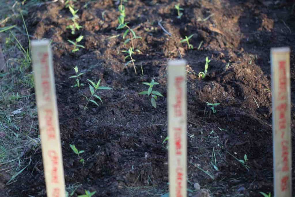 newly planted milkweed seedlings