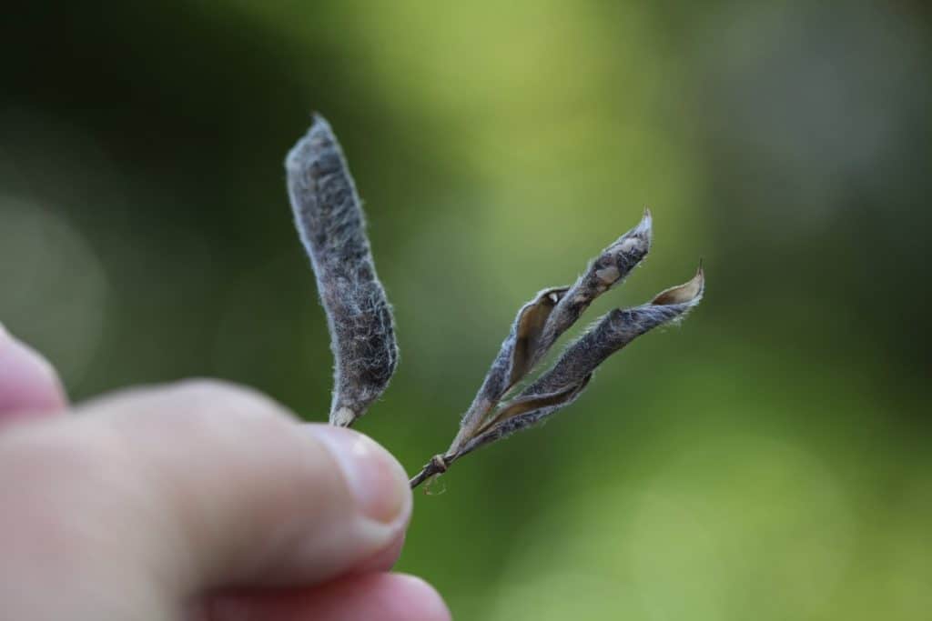 a hand holding one intact lupine seed pod and one empty pod against a blurred green background