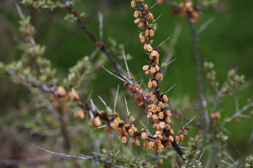 over wintered sea buckthorn berries in spring