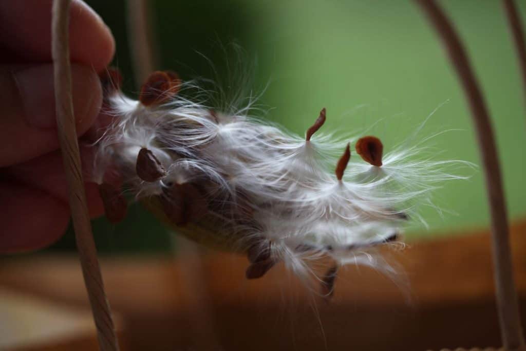 a hand placing the milkweed seeds in a bag to separate the seeds from the fluff