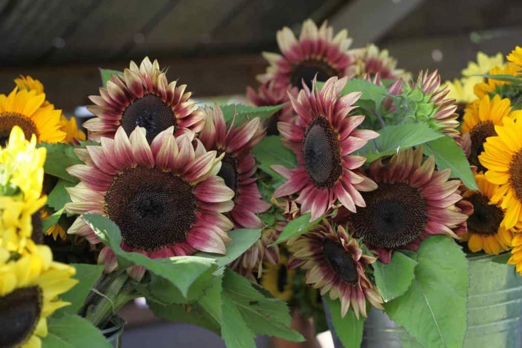 procut plum sunflowers