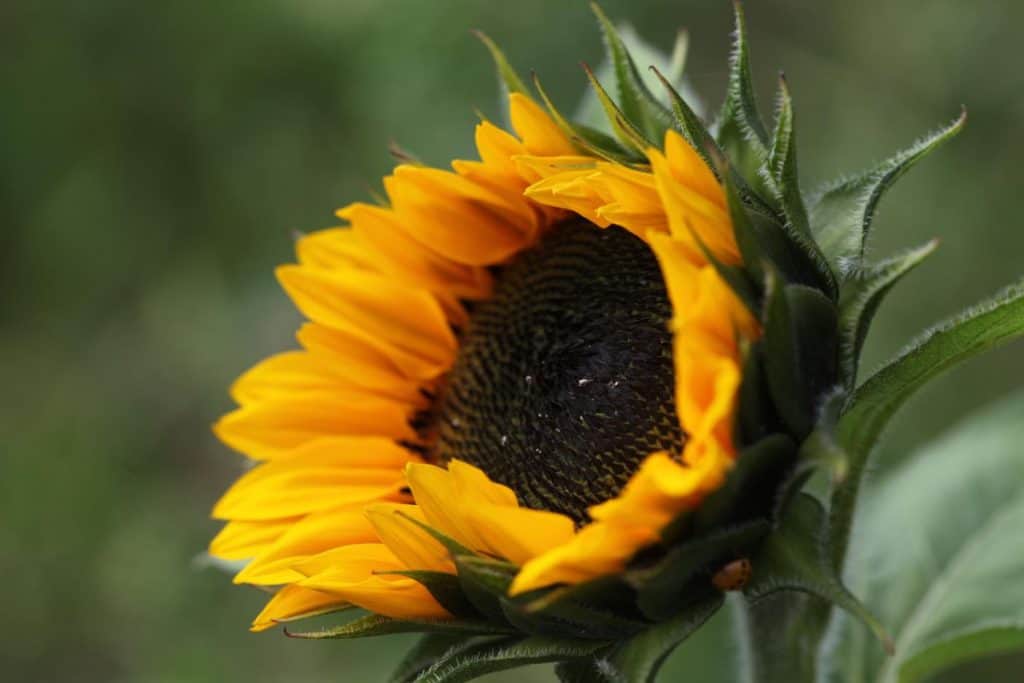 orange sunflower just opening up