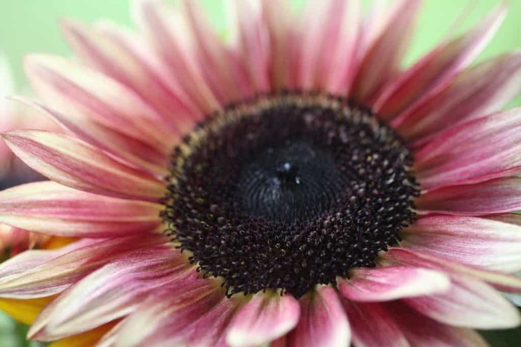 pink sunflower with a brown centre