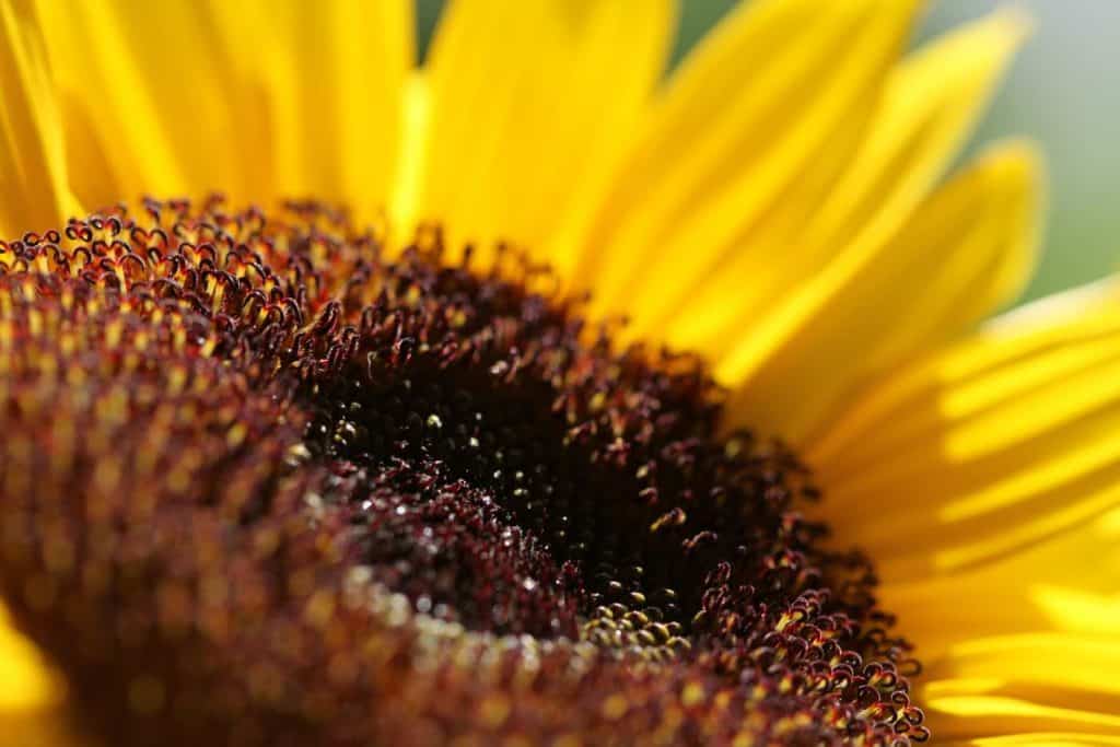 yellow pollenless sunflower with a brown centre