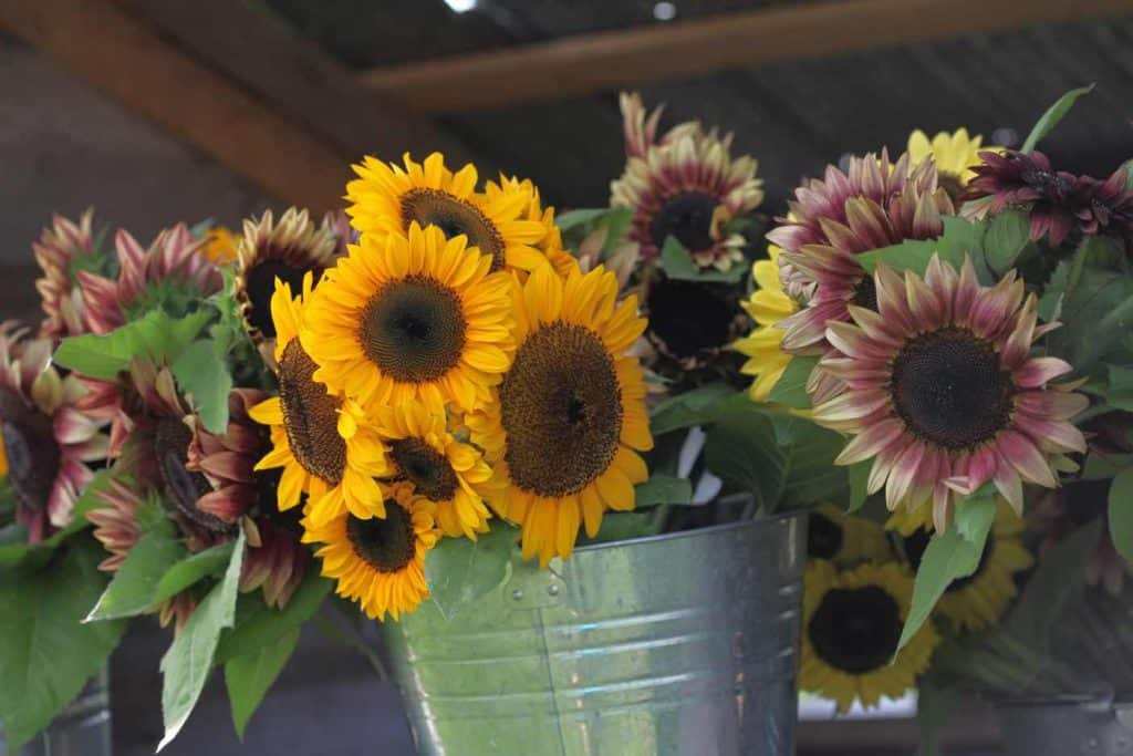 different varieties of pollenless sunflowers at the farmstand