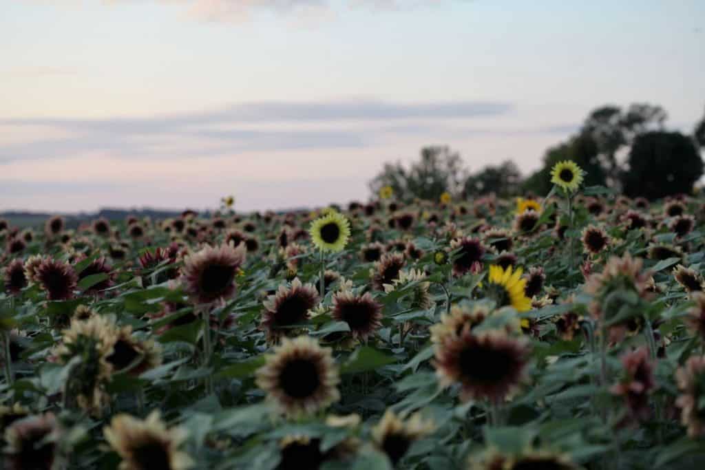 colourful sunflowers growing in a field