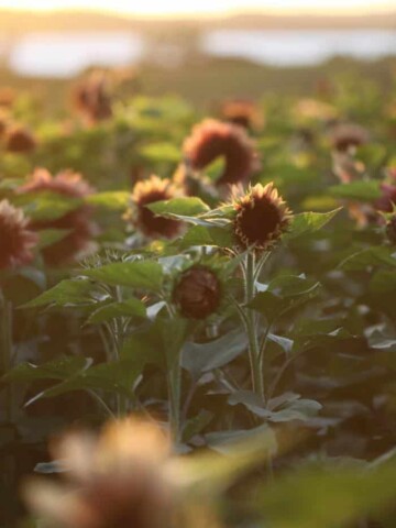 sunflowers in the field