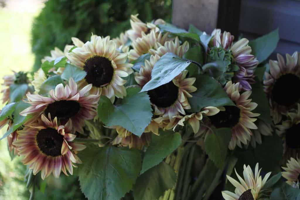 Procut plum cut sunflowers in a bucket on the porch