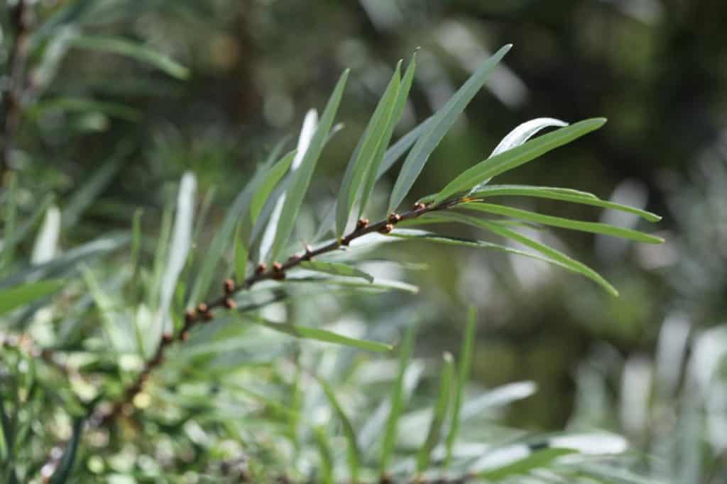 sea buckthorn stem with leaves