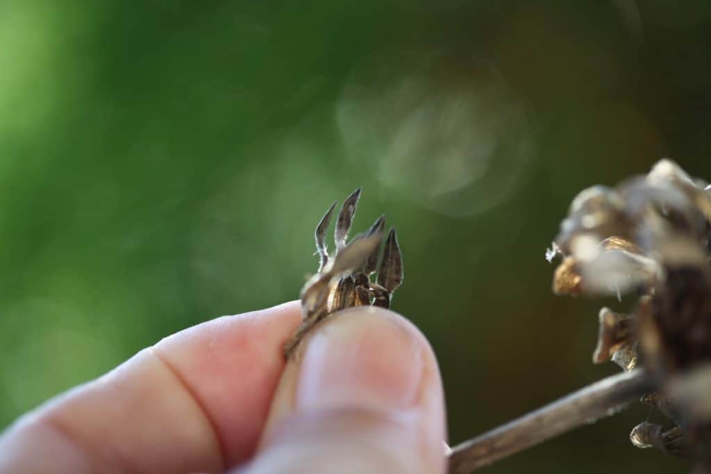 a hand pulling the petals off the zinnia, showing how to save zinnia seeds