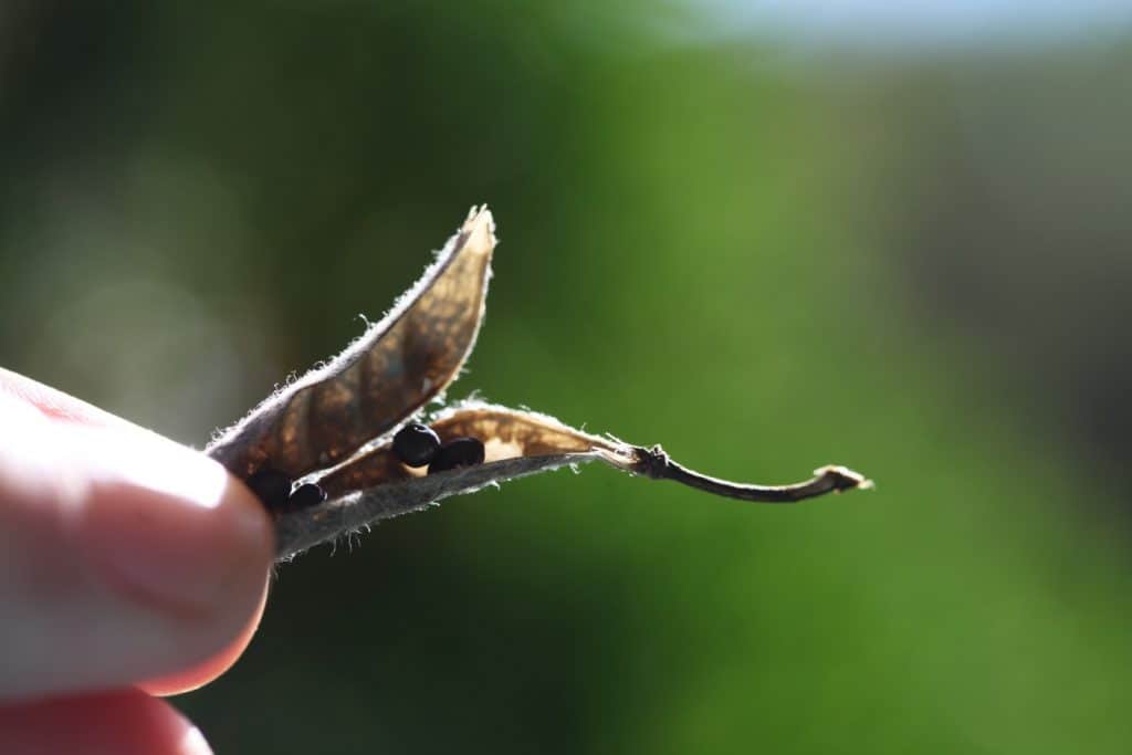a hand holding an open lupine seed pod against a blurred green background, showing how to collect lupine seeds