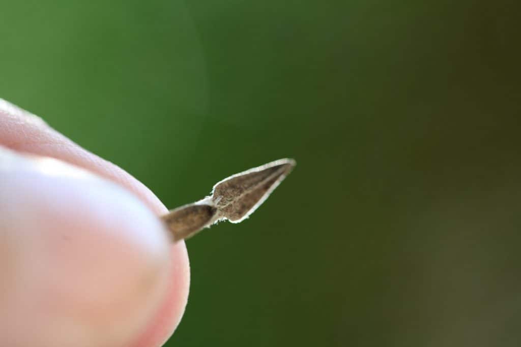 a hand holding a zinnia seed attached to a petal against a green background, showing how to save zinnia seeds