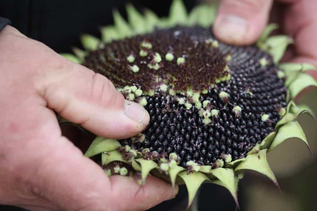two hands removing the tiny florets from the face of a sunflower, revealing black seeds underneath