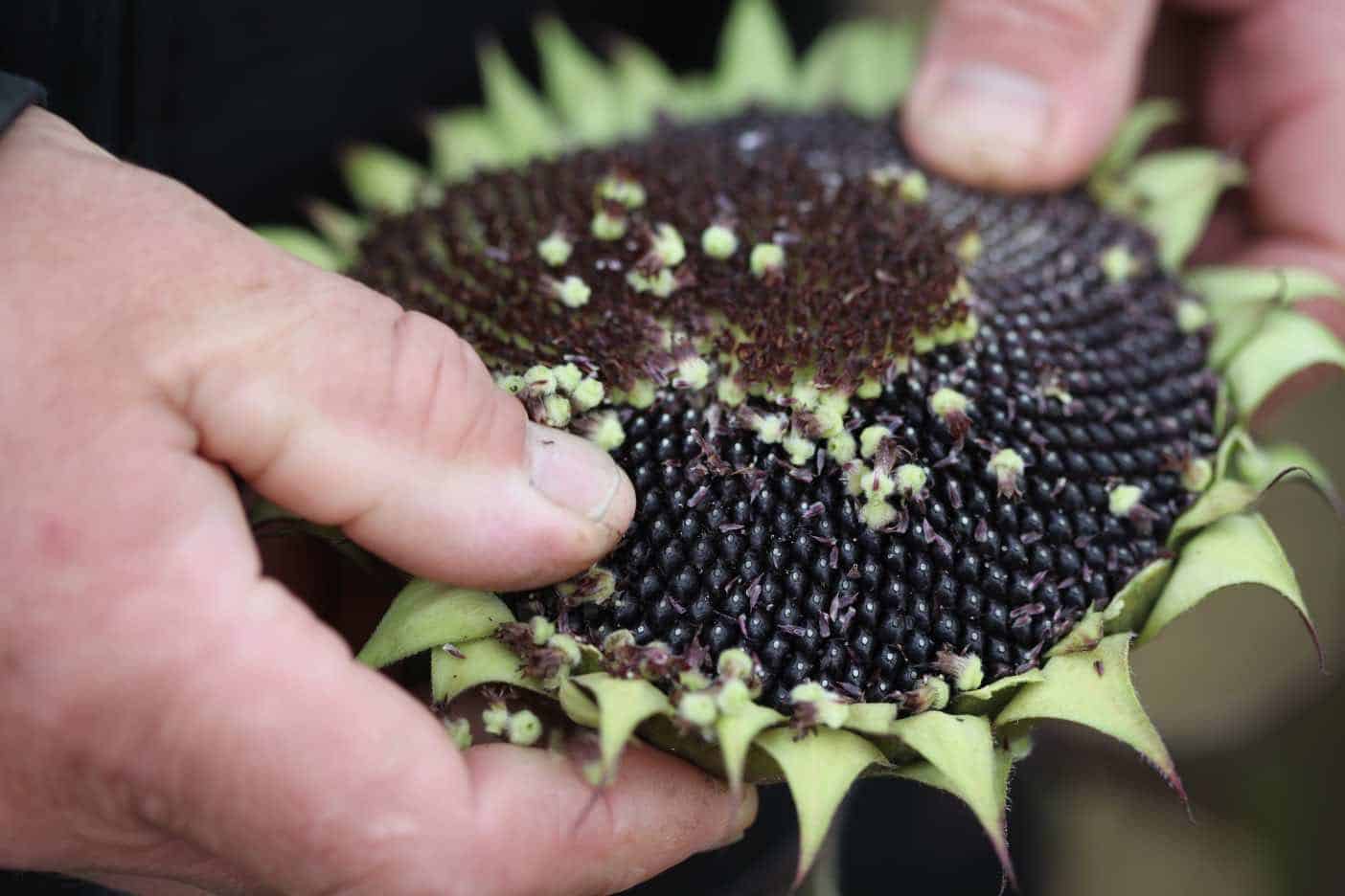 How To Dry Sunflower Heads- Harvesting And Drying - Farmhouse & Blooms