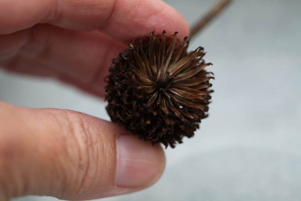 a hand holding a zinnia disc flower