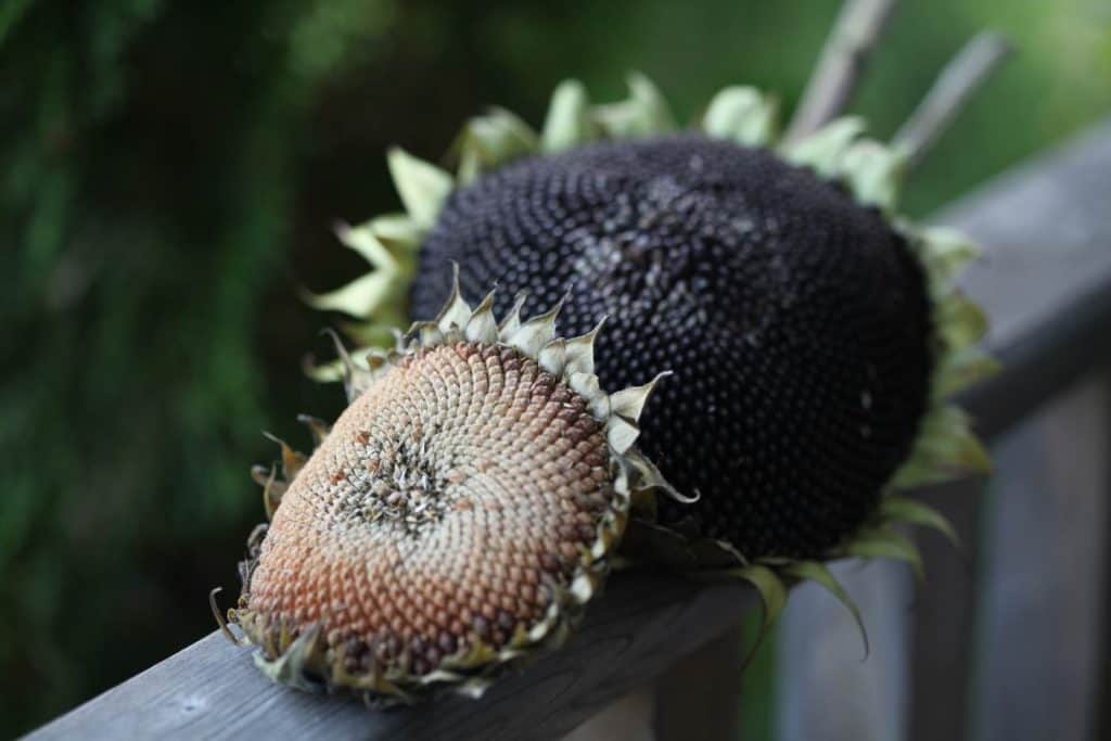 dried sunflower seed heads on a wooden railing