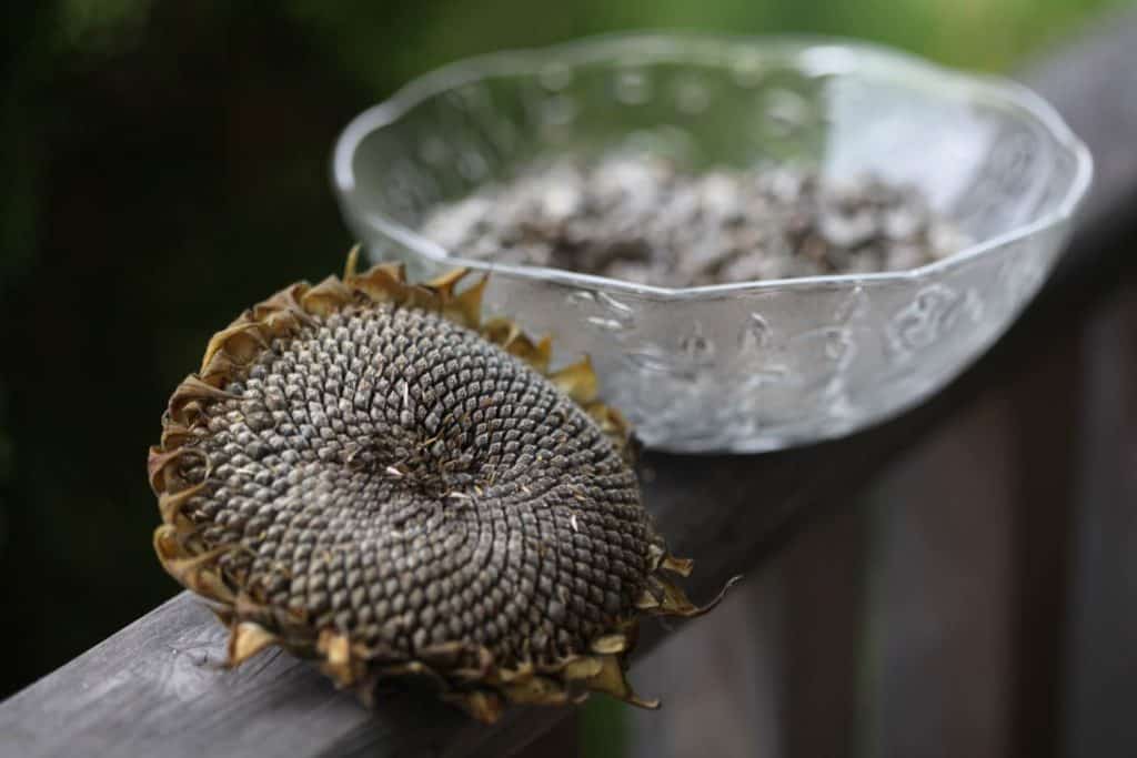 a dried sunflower head next to a clear bowl full of sunflower seeds on a wooden railing