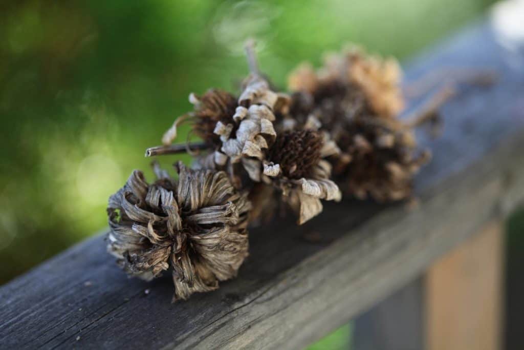 save zinnia seeds from mature dry blooms, pictured on a grey wooden railing