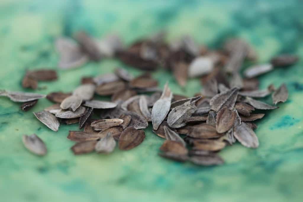 zinnia seeds in a green alabaster bowl