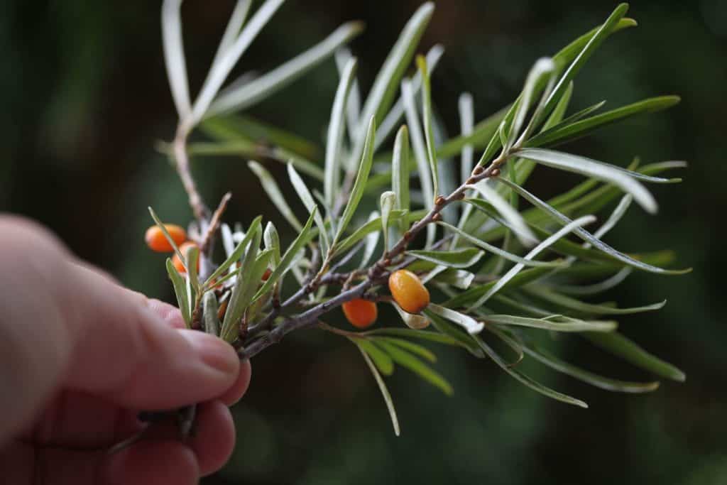 a hand holding sea buckthorn berries and leaves