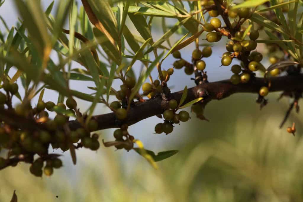 sea buckthorn berries in June