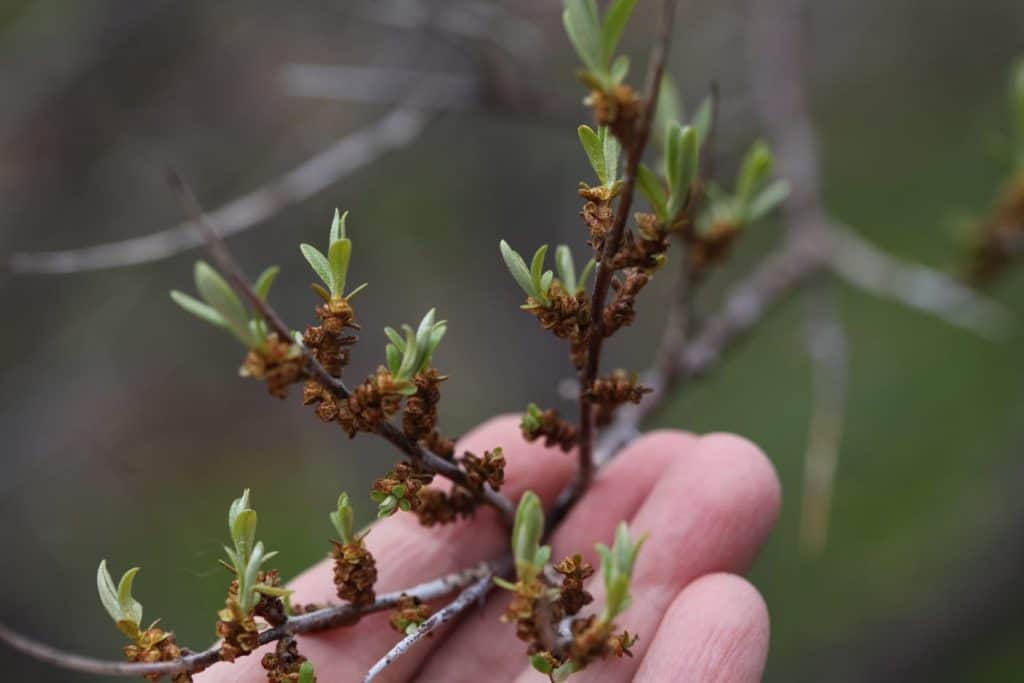 a hand holding a branch with small brown flowers on the sea buckthorn shrub