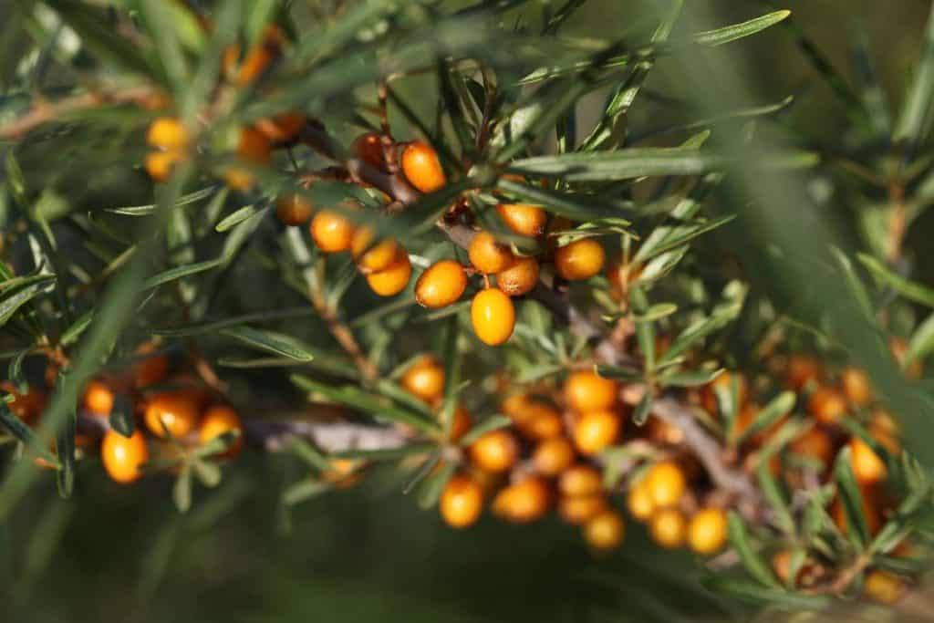 orange Sea buckthorn berries on a branch