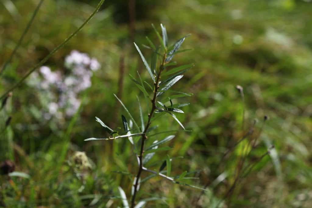 Sea buckthorn sucker in late summer